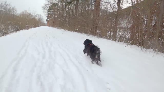 A funny dog finally found snow