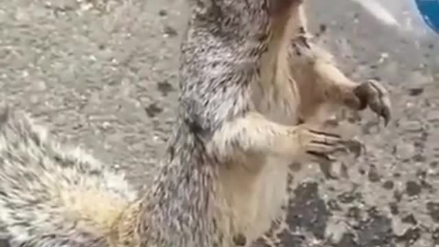 this squirrel asking for water, what a beautiful thing