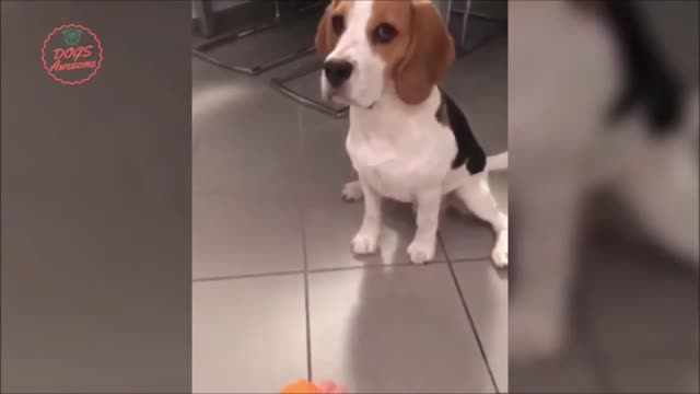 The camera shows some strange behavior of the Beagle