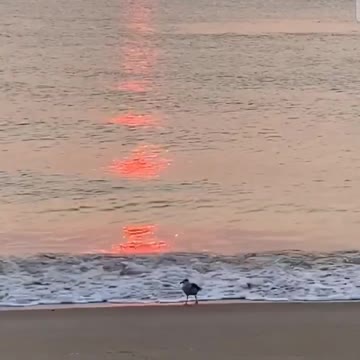 16 SECONDS! MUST WATCH TO RELAX! SICK SUNSET! LUCKY BIRD!