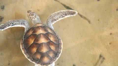 Baby turtles swimming in pool at Kosgoda Lagoon Turtle hatchery