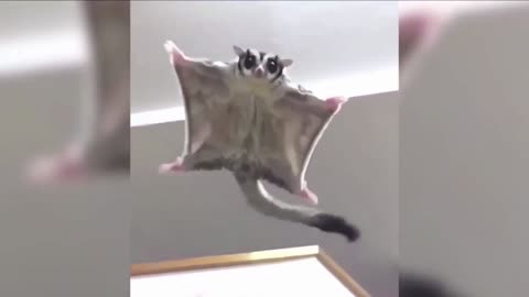 How small cute flying squirrel react