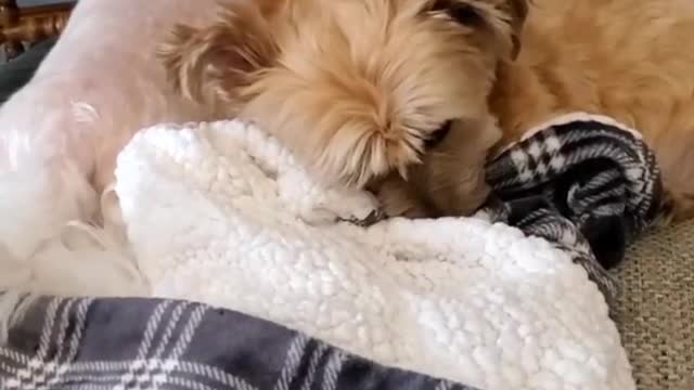 A cute dog tray to sleep