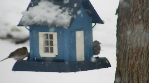 Spring/Easter Snow - Eastern Panhandle, West Virginia April 18, 2022