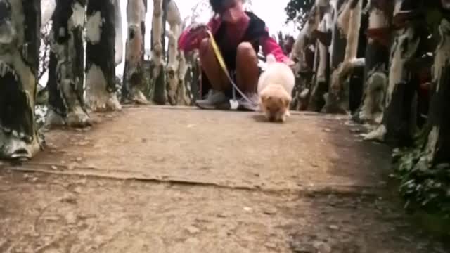 Ellie The half chowXspitz