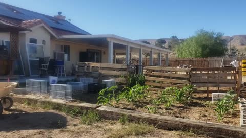 Getting ready for the heat, putting wood chips in garden