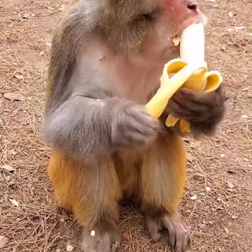 Cute Baby Monkeys Came By To Say Hello!!! | Cute Animals