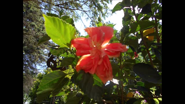 Delicate Beauty Peach Hibiscus Flower June 2021