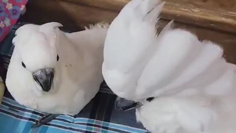 কাকাতুয়া (Cockatoos)