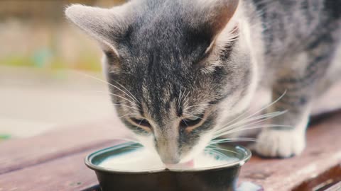 Cat milk bowl drinking Kitty pet animal