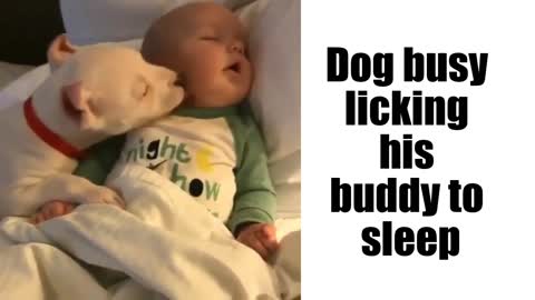 Dog busy licking his buddy to sleep