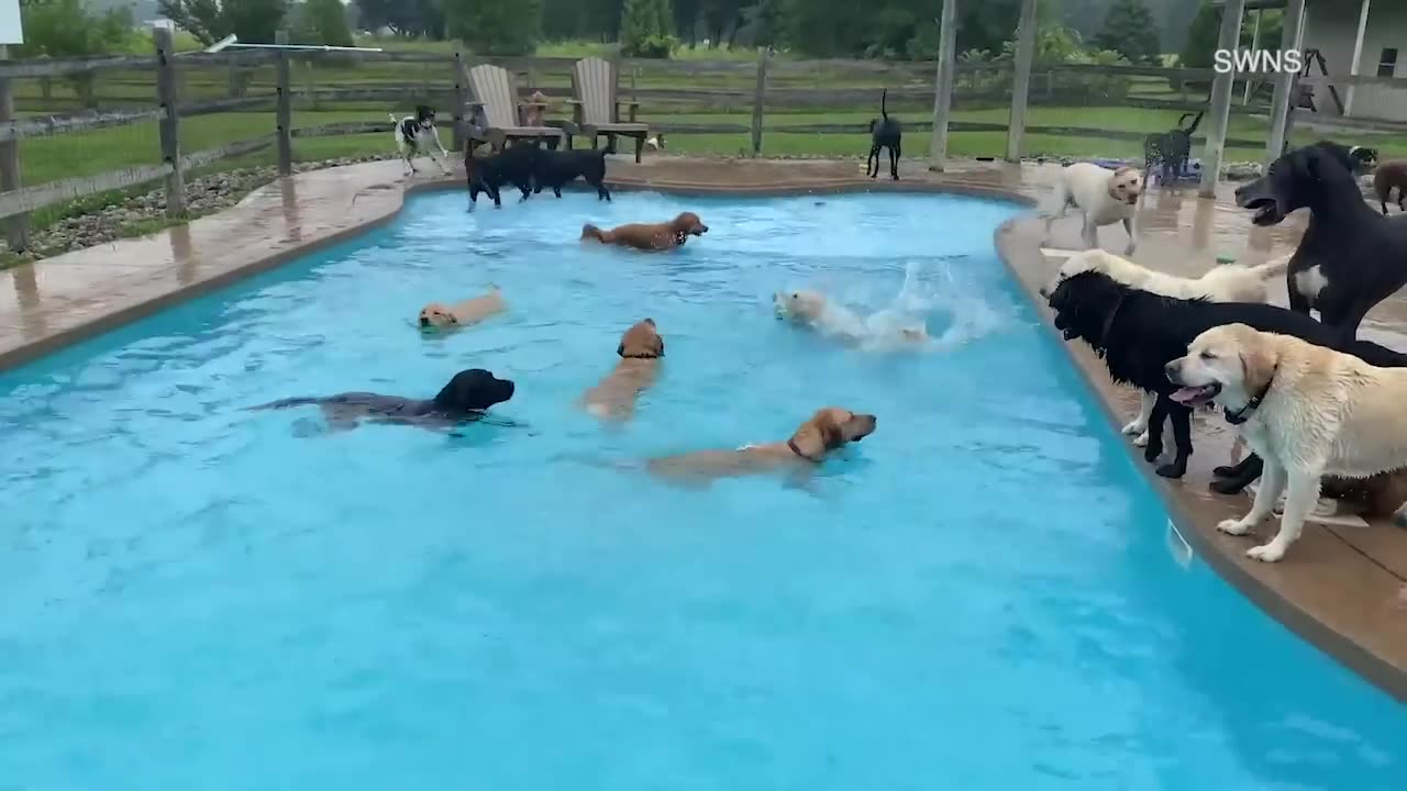 Thirty-nine dogs jump into a pool at Michigan doggy day care, cuteness ensues