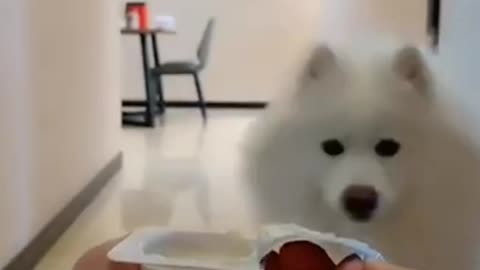 Funny dog wrap wrapper