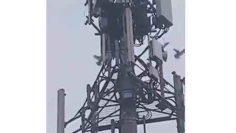 5G BEGINS IT's KILL -OFF!