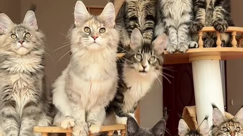 A group of Maine Coon cats are so cute #MaineCat#Cat#MaineCook