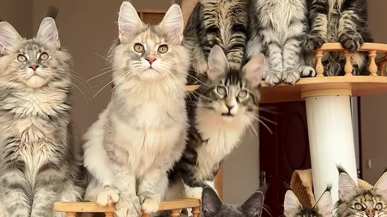 A group of Maine Coon cats are so cute #MaineCat#Cat#MaineCook