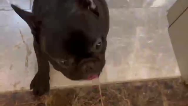 A passionate little black dog French Bulldog