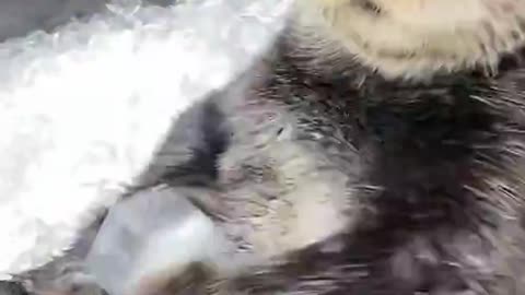 TikTok in 2021 to make you smile is an OTTER!!! ASMotteR