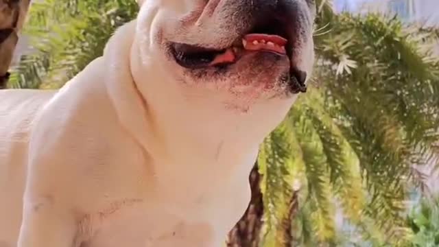 Dogs surprise my life