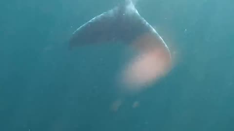 Wildlife