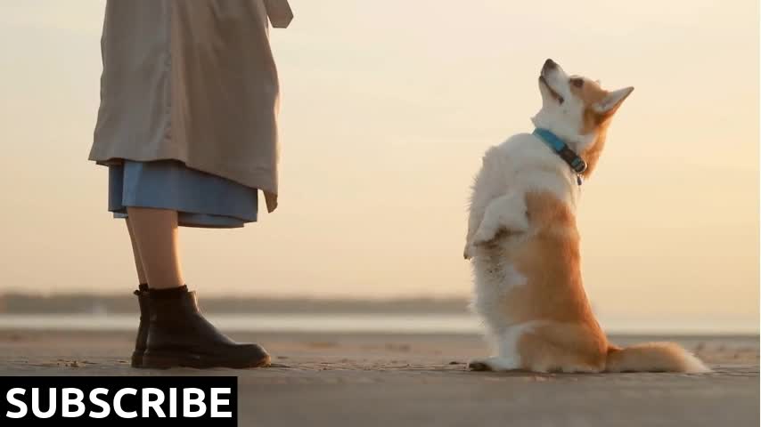 Dog and woman training and happy on nature on beach spbi