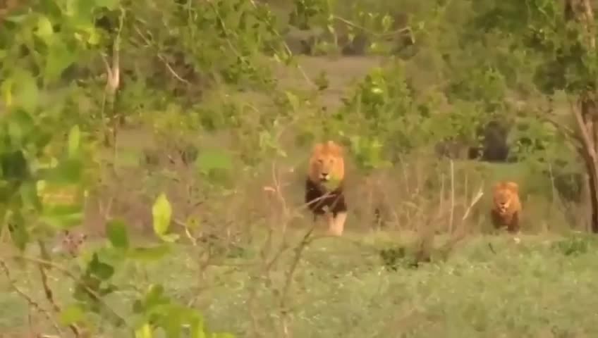 Attack animals loins