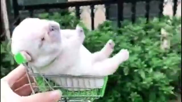 Super Funny Animal Video that Will Make You Laugh Out Loud