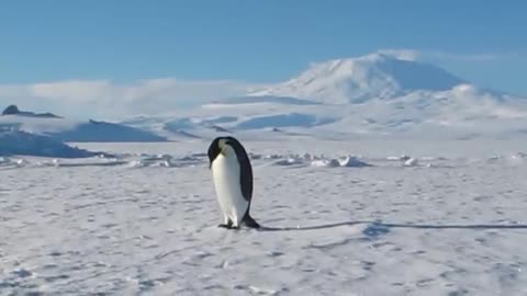 Emperor penguin is curious🐧