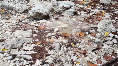 bubbling hot water in volcanic sulphur springs