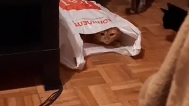 Funny cat video!so funny Cat!Cute and funny cats