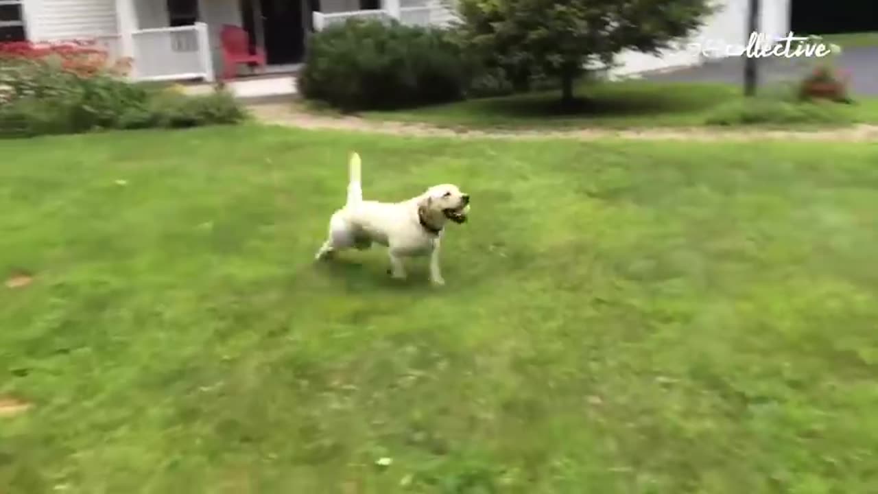 Fun to watch dog likes race car