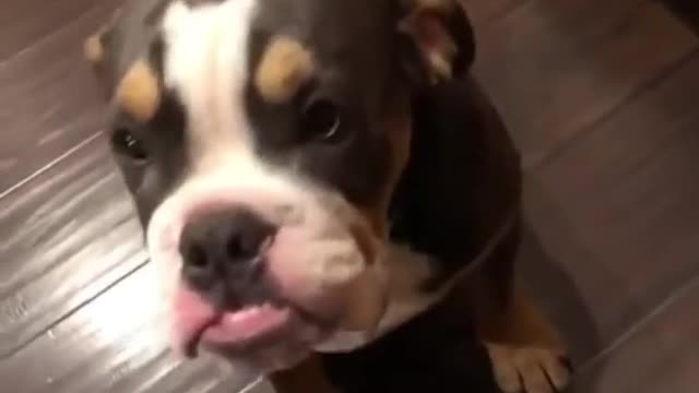 Cute dog admits his mistake: guilty dog