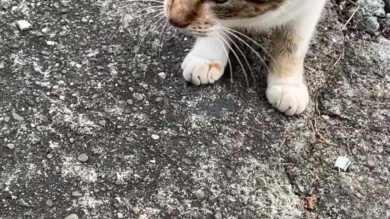 I met a talkative cat, I will bring snacks next time