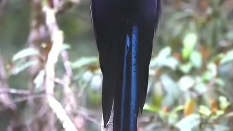 Most beautiful birds in the world