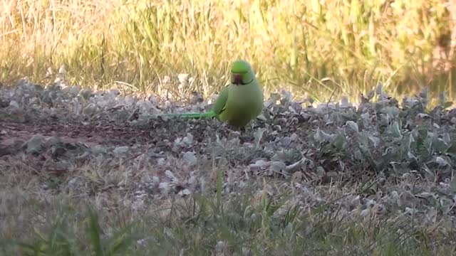 Parrots in Natural Habitat