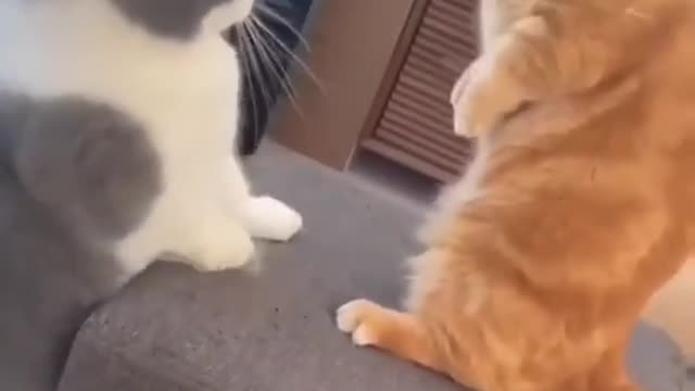 NO FIGHTING GIRLS 🤣🤣 FUNNY CAT VIDEO #shorts