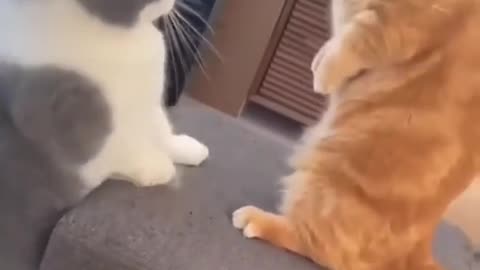 NO FIGHTING GIRLS 🤣🤣 FUNNY CAT VIDEO #shorts