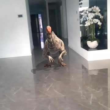 Dinosaur in my House
