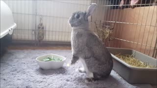 Cute Bunny Snack Time!