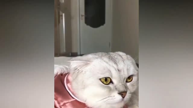 Funny cat and cute pets complition video#1