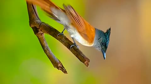 Wildlife and Funs