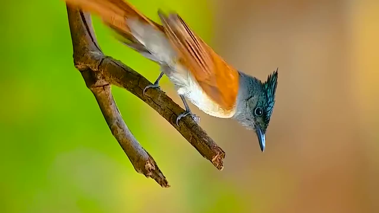 Wildlife and Funs