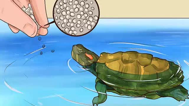 Know what to feed a turtle