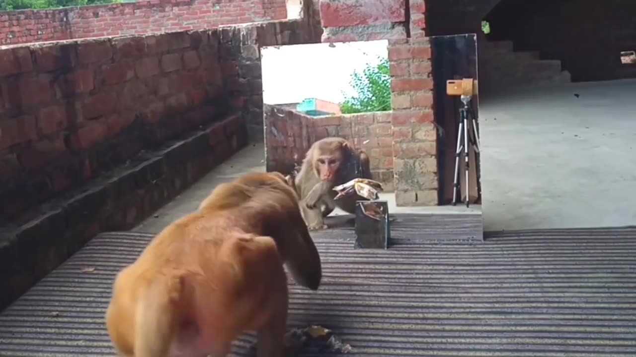 Funny video Monkey