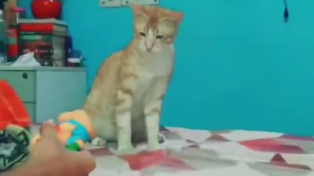 Cat funny doing