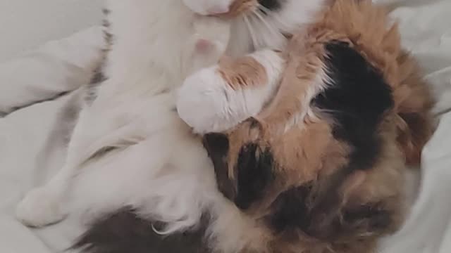 Calico Raggamuffin cat pedi