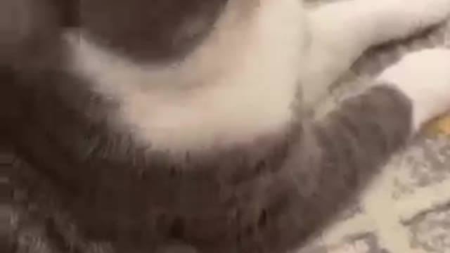 Super Funny Cute Cat Video