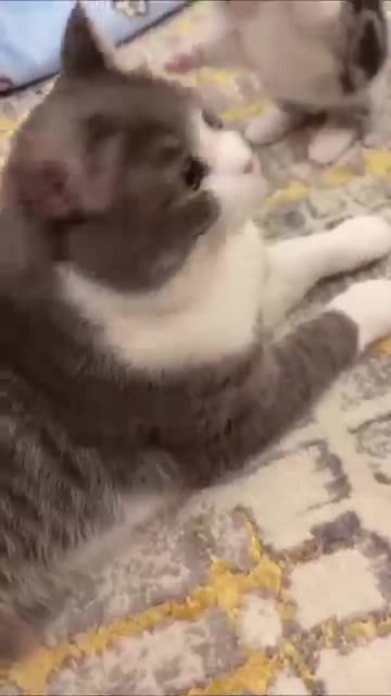 Super Funny Cute Cat Video