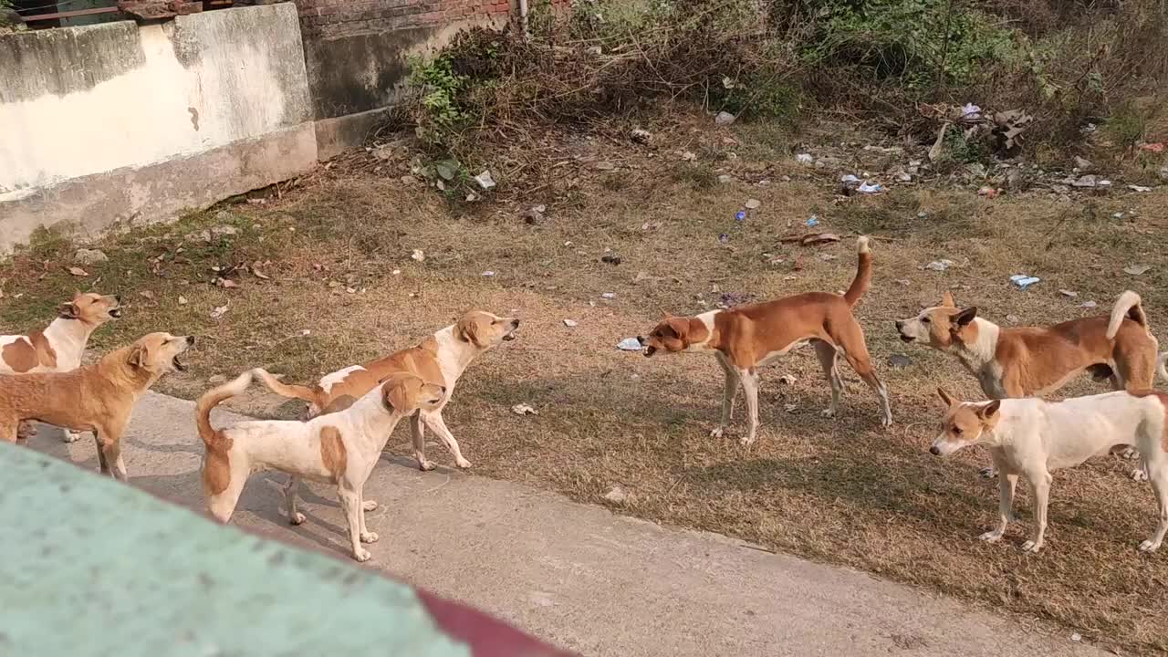 Dog fight| territory fight |fighting dogs|