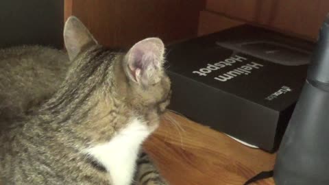 Sweet Little Cat Has Doubts about the Hotspot Technology